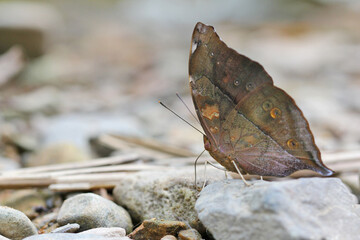 butterfly on the ground closeup