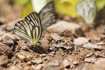 butterfly on the ground closeup