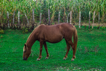 wild horses in the caucasus mountains