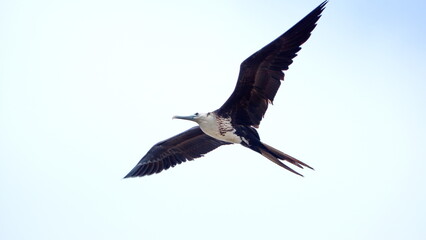 Female magnificent frigatebird (Fregata magnificens) in flight above Puerto Lopez, Ecuador