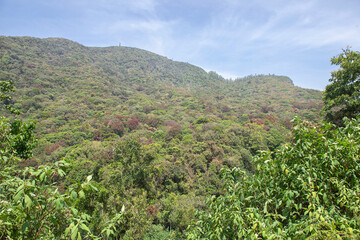 Fototapeta na wymiar Forest in Nuwara Eliya, Sri Lanka.