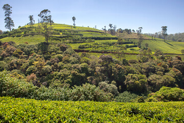Obraz premium Tea plantation in Nuwara Eliya, Sri Lanka.