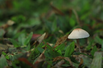 Beautiful boletus edulis mushroom banner in amazing green moss. Old magic forest mushrooms background. White mushroom in sunny day