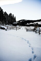 Snowy day on a rural farm in the Colorado Rocky Mountains