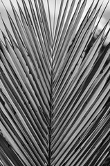Black and White Closeup of a Palm Leaf.