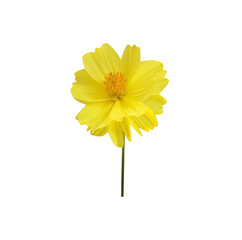 Yellow mexican aster (cosmos bipinnatus) flower and green stem isolated on white background ,clipping path