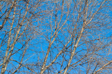 Upward texture view of bare tree branches in winter, dusted with light snow and blue sky background