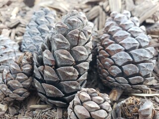 Pinecones