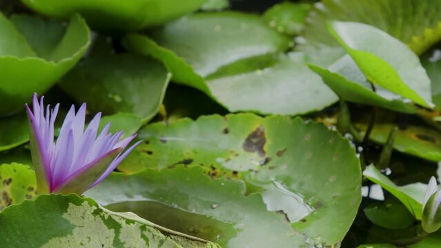Blooming purple lotus flowers with fresh green leaves floating above the pond