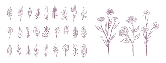 Set collection plants flowers and leaves hand drawn vector. Drawing beautiful creeper leaves, decorative set with flowers and leafs