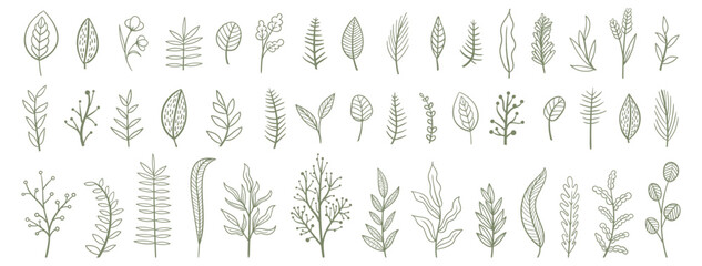 Set collection plants flowers and leaves hand drawn vector. Drawing beautiful creeper leaves, decorative set with flowers and leafs