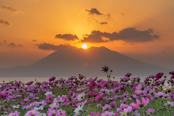 ダイヤモンド桜島と秋桜