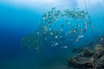 Küchenrückwand glas motiv A school of Silver Batfish swims in the open water. Underwater world of Tulamben, Bali, Indonesia. © diveivanov