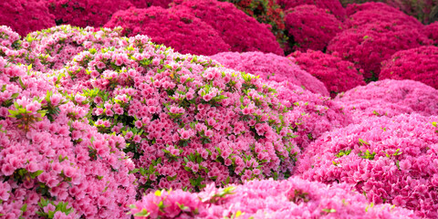 ピンク色のツツジの花　春の日本庭園　背景　Pink azalea flower bushes in Japanese garden