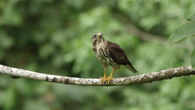 A Roadside Hawk (Rupornis magnirostris) perched on a branch in Costa Rica.