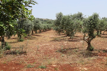 Olive trees in a city park in northern Israel.