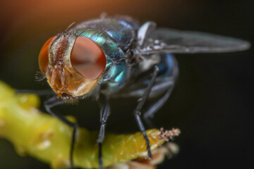 Super Macro Photo of Blow fly, carrion fly, bluebottles or cluster fly, on green trees branch...