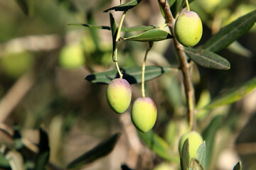 Olive trees in a city park in northern Israel.
