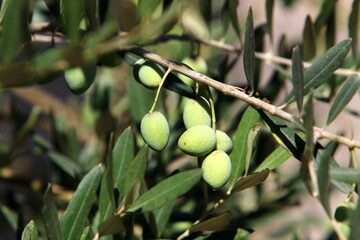Olive trees in a city park in northern Israel.
