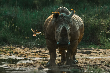 White Rhino with Oxpecker in flight