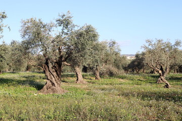 Olive trees in a city park in northern Israel.