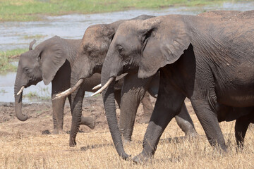 Fototapeta premium African Elephants in Tarangire National Park, Tanzania