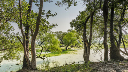 Fototapeta premium Trees and green grass grow on small islands in a swampy area. Trunks and branches against the blue sky. India. Keoladeo Bird Sanctuary. Bharatpur