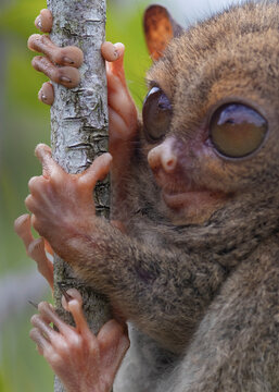 close up of a tarsier