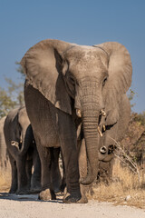 Obraz premium a herd of African elephants walking along the road to the watering hole of namibia