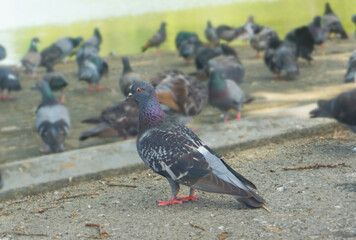 Pigeons on the street. Many pigeons on street road in Thailand.