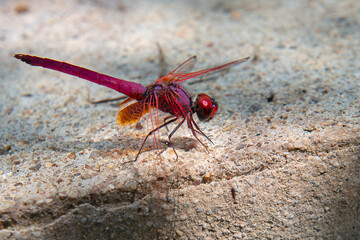 A male red groundling ( Brachythemis lacustris ) is a lively and showy community inhabitant of streams and lakes in Pai, Mae Hong Soon, North Thailand
