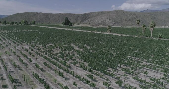 Un vino tinto formidable. Las uvas de la regi&oacute;n reflejan una excelente maduraci&oacute;n, color, aroma y sabor del vino, una fiesta al paladar