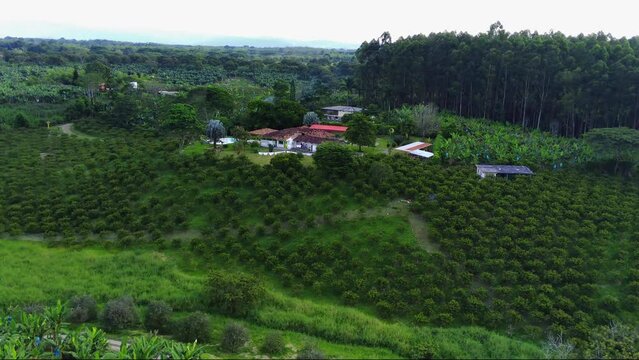 Toma a&eacute;rea sobre finca cafetera y cultivos de caf&eacute; en Colombia