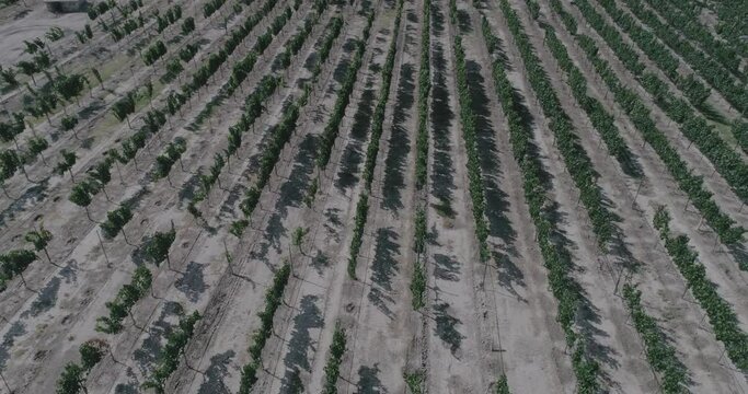 Un vino tinto formidable. Las uvas de la regi&oacute;n reflejan una excelente maduraci&oacute;n, color, aroma y sabor del vino, una fiesta al paladar