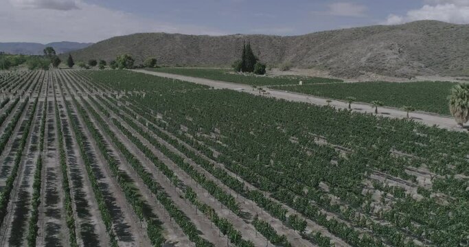 Un vino tinto formidable. Las uvas de la regi&oacute;n reflejan una excelente maduraci&oacute;n, color, aroma y sabor del vino, una fiesta al paladar