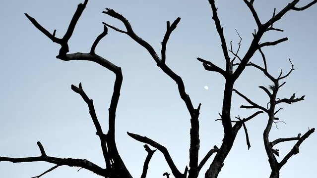 Moon from far away in blue sky, dark death branches of tree in foreground 