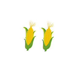 Corn cobs vector cartoon flat icon of sweet vegetable Isolated of white background, illustration of corn fruit