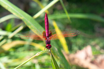 A male red groundling ( Brachythemis lacustris ) is a lively and showy community inhabitant of streams and lakes in Pai, Mae Hong Soon, North Thailand
