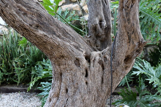 Thick trunk of a tall tree in a city par