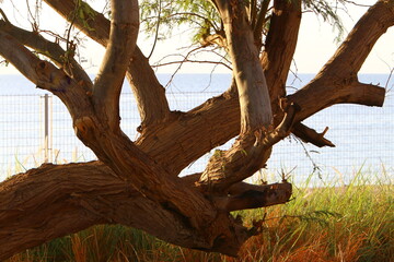 Thick trunk of a tall tree in a city par