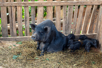 Big black and piglet boar on the farm