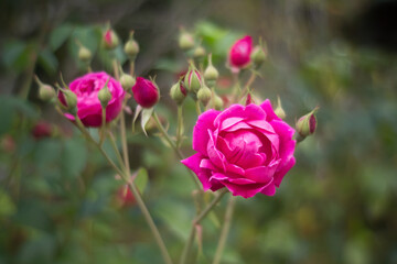 beautiful postcard view - roses in the garden in sunny weather