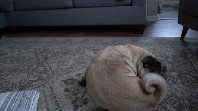 Pug chasing tail in living room fawn color