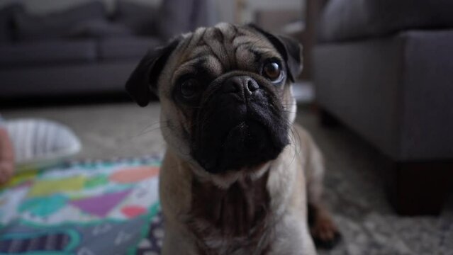 Tan pug wrinkly happy dog puppy