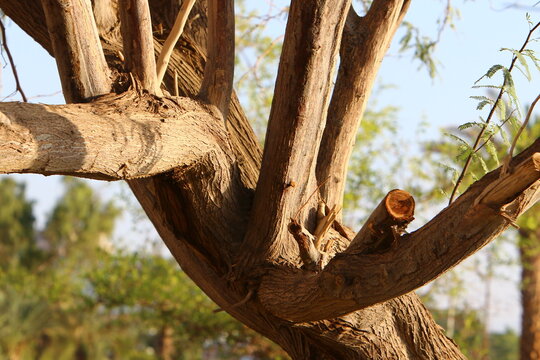 Thick trunk of a tall tree in a city par