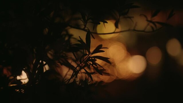 Closeup of plant leaves at night with bokeh balls and depth of field