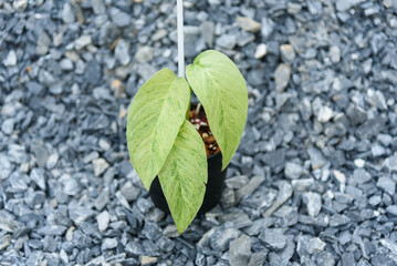 Fresh leaf of monstera laniata narrow form mint  variegated in the pot     