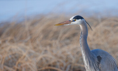 Portrait of a great blue heron in partial profile in font of reeds