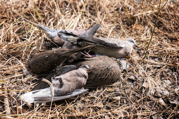 The corpse of a many of birds that died after eating mix poison paddy ​in rice fields because...