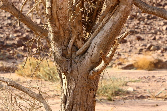 Thick trunk of a tall tree in a city par